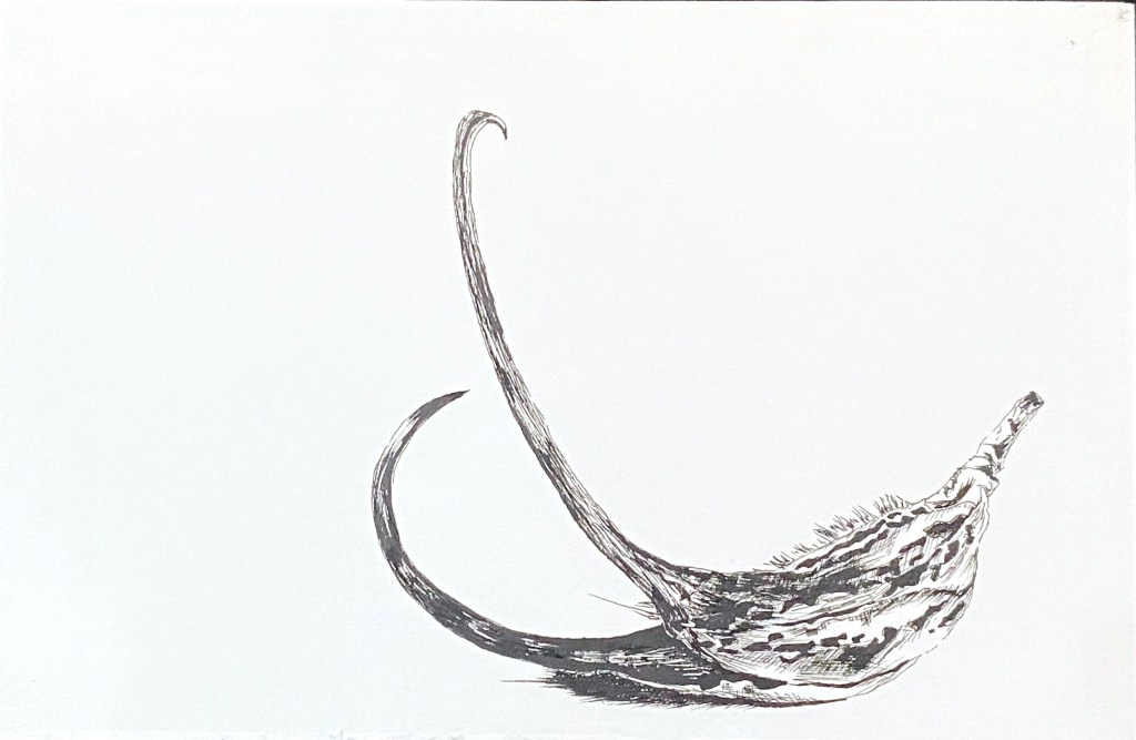 This is the fruit of a plant that is common in the Sonoran Desert where it is called a variety of names, many of which invoke the devil (devil's claw, cuernos del diablo, espuela del diablo). This conveys the perception of this plant as an agricultural weed that pesters livestock. However, the bracketed shape of the fruit depicted in this image is only seen after it is transformed by the extreme heat of the Sonoran Desert. It starts out as a supple, green crescent. The alchemy of desert heat makes the fruit brittle and rigidly hooked; ready to grab on to animals that meander past it.